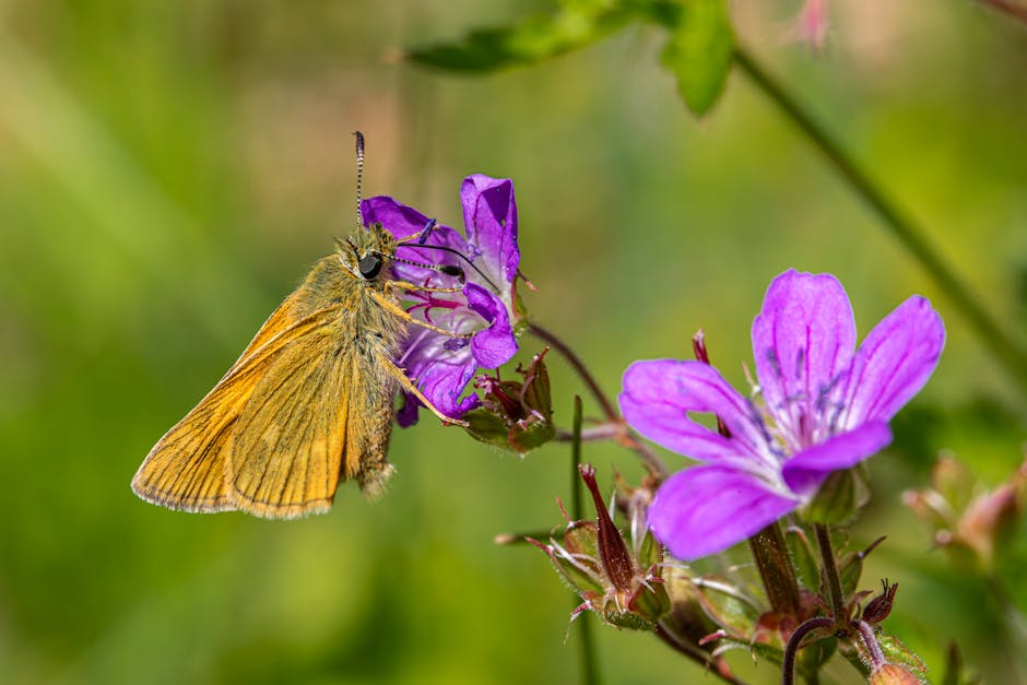 How to Create a Sustainable Garden at Home